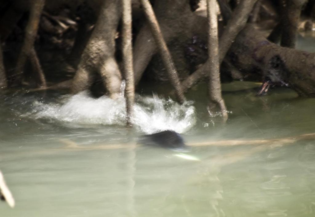 The lure is literally smashed by a bream that was spotted sulking in a mangrove nook. Note the bream on the right is still tucked up in its hiding place. © Lee Brake